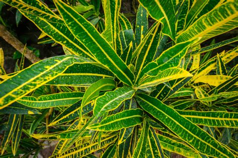 Garden croton Codiaeum variegatum aka variegated croton Stock Photo by Dmitry_Rukhlenko