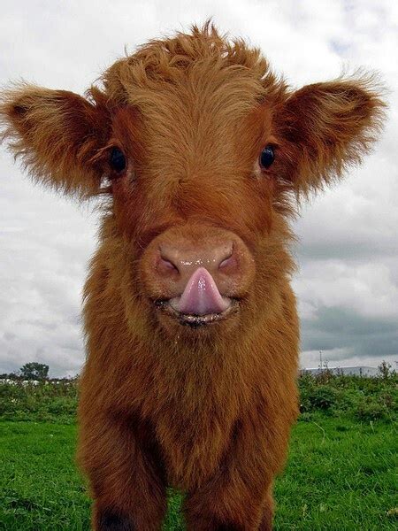 sooo cute baby cow | FUZZY COWS