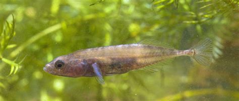 Paternal Care of Stickleback Fish Hints at Epigenetic Influence on Offspring Behaviors | What is ...