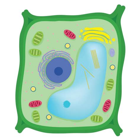 Anatomy of an plant cell. 6715302 Vector Art at Vecteezy