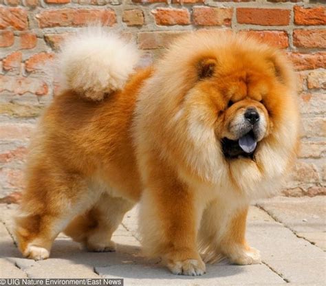 Ces 10 races de chiens sont les plus chères au monde | Chow dog breed, Chow chow dogs, Cute dogs ...