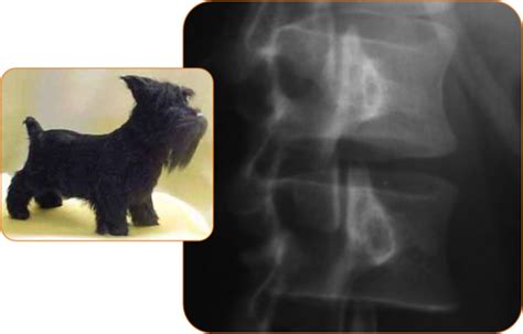 Radiology Signs • Scotty dog sign - refers to the normal appearance...