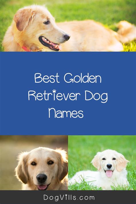 100 Amazing Golden Retriever Dog Names - DogVills in 2020 | Dog names ...