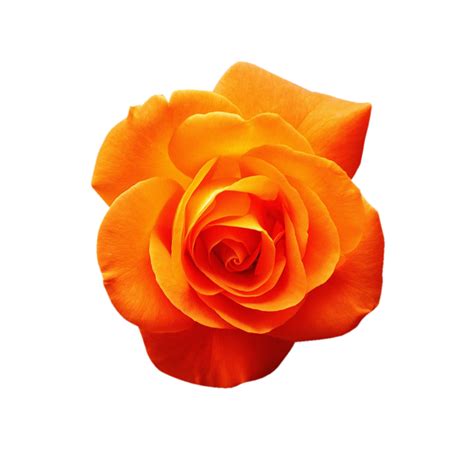 orange rose transparent 13218087 PNG