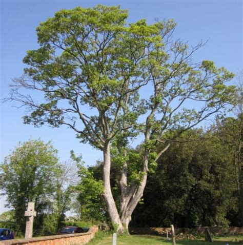 Sycamore - Tree Guide UK - Sycamore tree identification