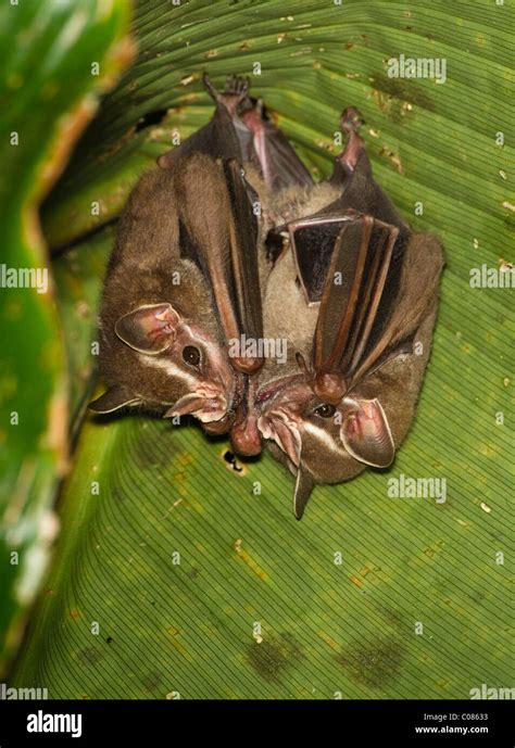 Tent making bat hi-res stock photography and images - Alamy