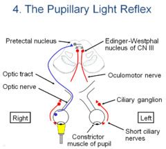 Reflex, Pupillary