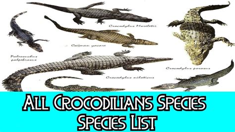 All Crocodilians Species - Species List - YouTube