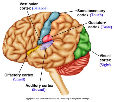 Primary Auditory Cortex, | Dynamic causal modeling A1: Primary auditory cortex STG ..., Primary ...