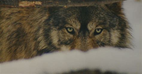 Should Gray Wolves Stay Protected By The Federal Government? - CBS ...