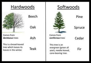 Types Of Hardwood Trees