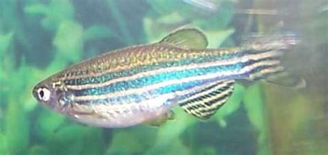 Zebra danio - nipodbig