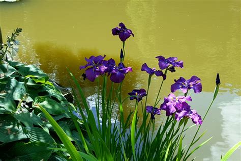 In Bloom: Iris ensata — Seattle Japanese Garden