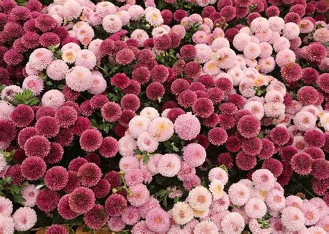 Growing perennial mums in your garden 🌸 🌿 Discover the joys of these long-lasting blooms!