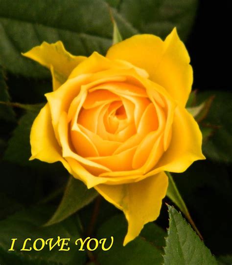 I Love You with yellow rose Photograph by Gallery Of Hope - Fine Art ...