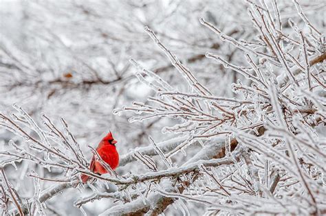 Ice Storm Turns MI's Upper Peninsula Into A Winter Wonderland