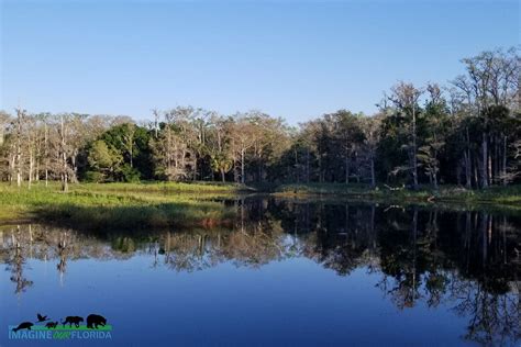 Fisheating Creek Wildlife Management Area – Imagine Our Florida, Inc