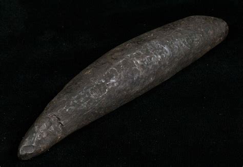 4.3" Fossil Sperm Whale Tooth - Georgia (#4904) For Sale - FossilEra.com