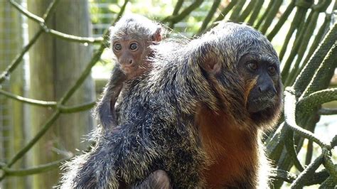 Exmoor Zoo's Saki monkey gives birth - BBC News