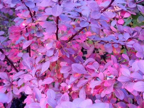 Download Nature Close-up Branch Fall Purple Leaf Plant 4k Ultra HD ...