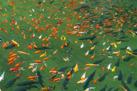 Premium Photo | Beautiful photo of colorful mirror carp fish pond