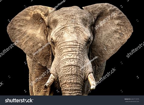 Front Facing African Elephant Ears Out Stock Photo (Edit Now) 445717279