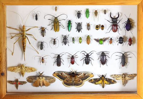 Are Insects Animals? Understanding The Classification Process | Kidadl