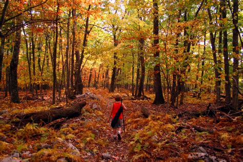 Bright Fall Colors Hiking Trail | Forest Foliage Autumn Fall Nature Pictures