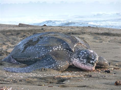 The Leatherback Sea Turtle | Amazing Animal All Facts | The Wildlife