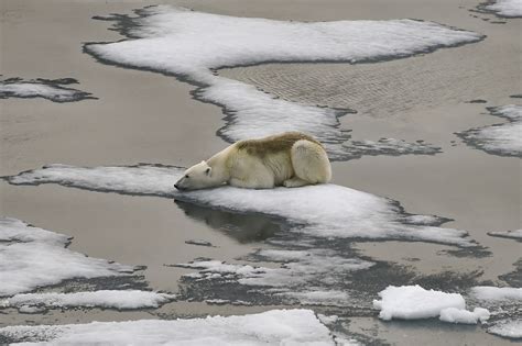 Polar bears are inbreeding due to melting sea ice, posing risk to survival of the species ...