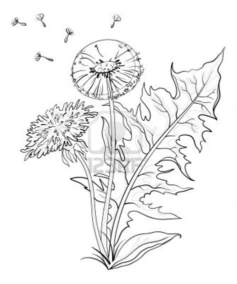 Flowers dandelions with leaves and seeds, contours. Vector Stock Photo | Flower sketches ...