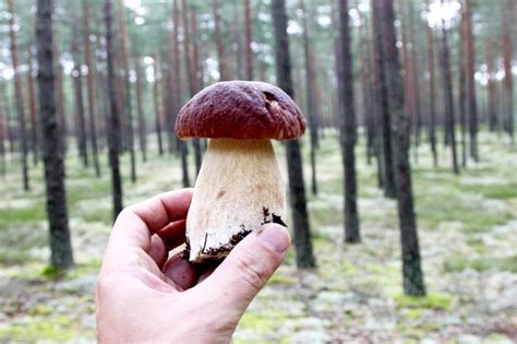 Premium Photo | Edible mushrooms growing in a forest during autumn