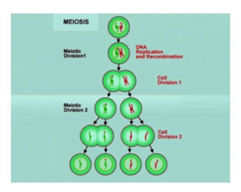 A) 4 identical daughter cellsB) 2 genetically different daughter cells C)4 genetically different ...