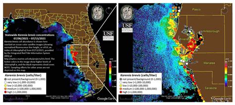 FWC Report Finds Lingering High Concentrations Of Red Tide In Tampa Bay | WGCU PBS & NPR for ...