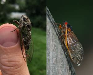 Periodical Cicadas – Wisconsin Horticulture