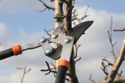 Pruning Pear Trees » Top Tips on How & When