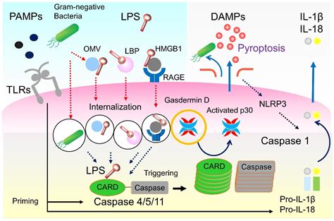 IJMS | Free Full-Text | Targeting Cytokines, Pathogen-Associated ...