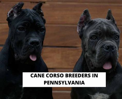 5 Best Cane Corso Breeders in Pennsylvania! (2024) - We Love Doodles