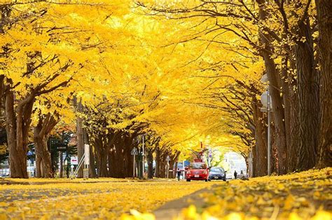 15 of the World’s Most Beautiful Tree Tunnels (And How to Get There) - Flavorverse | Túnel de ...