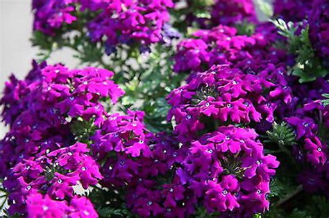 Verbena Florist Mix 200 SEEDS Verbena Hybrida FLOWER - Etsy