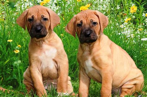 Training Rhodesian Ridgeback Puppies