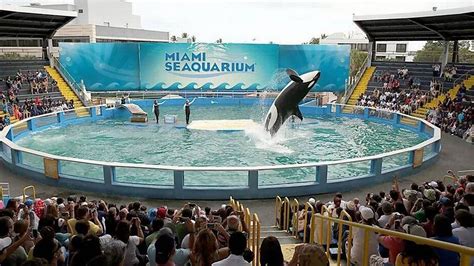 Captive orca Lolita set for release into 'home waters' after 50 years ...