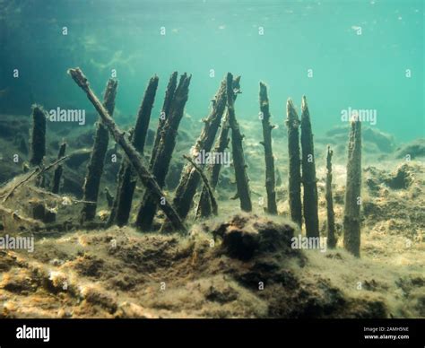 Wood stalk of ancient fish trap wall structure on lake bottom. Underwater shot Stock Photo - Alamy