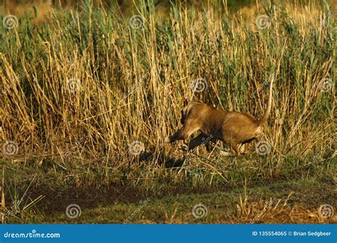 Rear View of a Large Lion Jumping Over the Water Stock Image - Image of high, female: 135554065