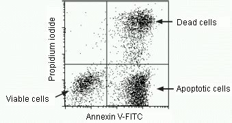 Accurate gating of apoptosis assay in flow cytometry? | ResearchGate