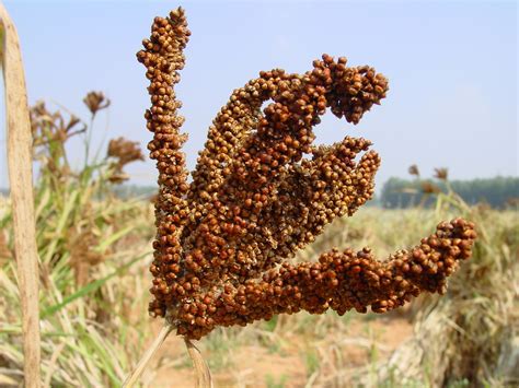 Finger-millet-2 - Smart Food