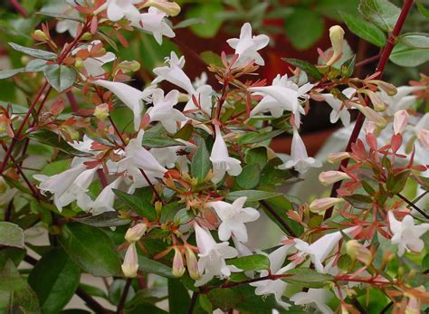 File:Abelia grandiflora A.jpg - Wikimedia Commons