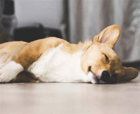 Corgi Puppy Sleeps a Lot - What You Need to Know - HoundGames