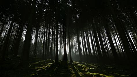 Dark Shadow Sunrays Forest 4K HD Dark Wallpapers | HD Wallpapers | ID #69485