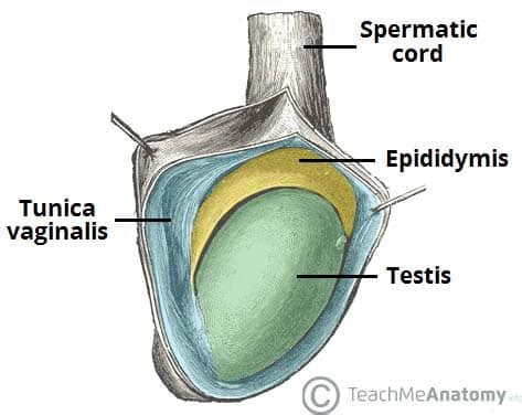 Tunica Anatomy - Anatomy Book